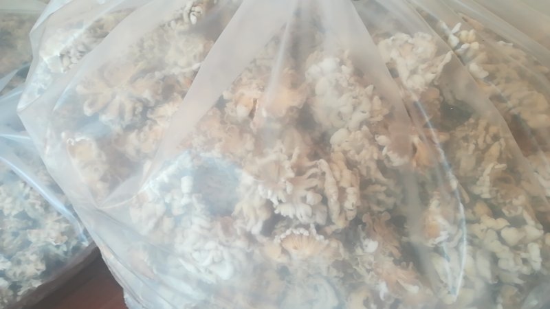 优质白参菌干品，懂行的来！