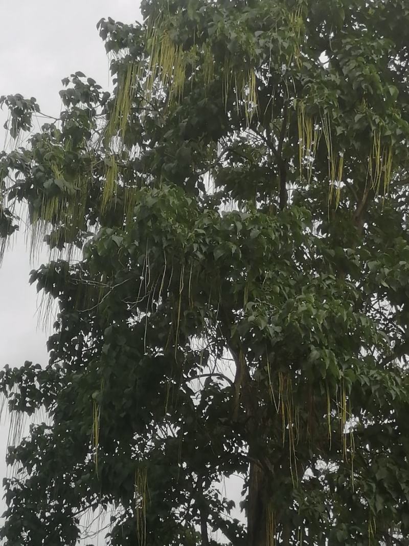 楸树种子，发芽率高。