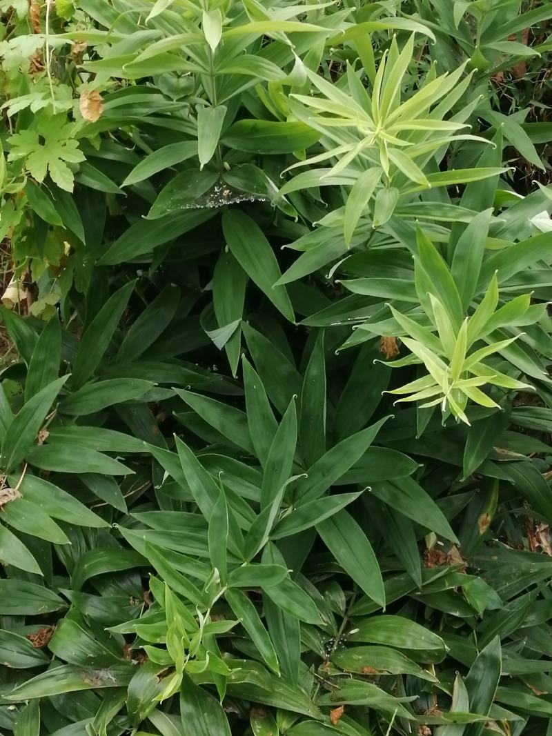 多花黄精，药食两用，产量高。