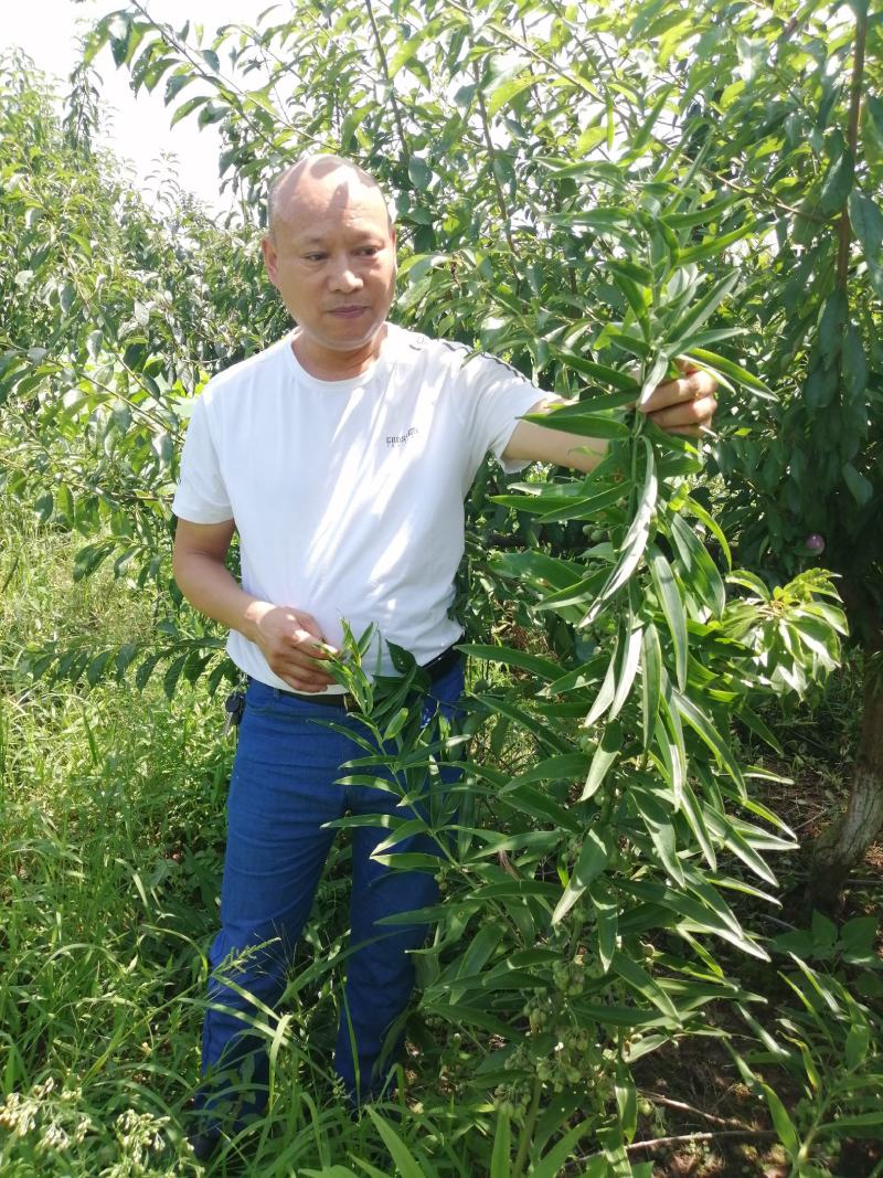多花黄精，药食两用，产量高。