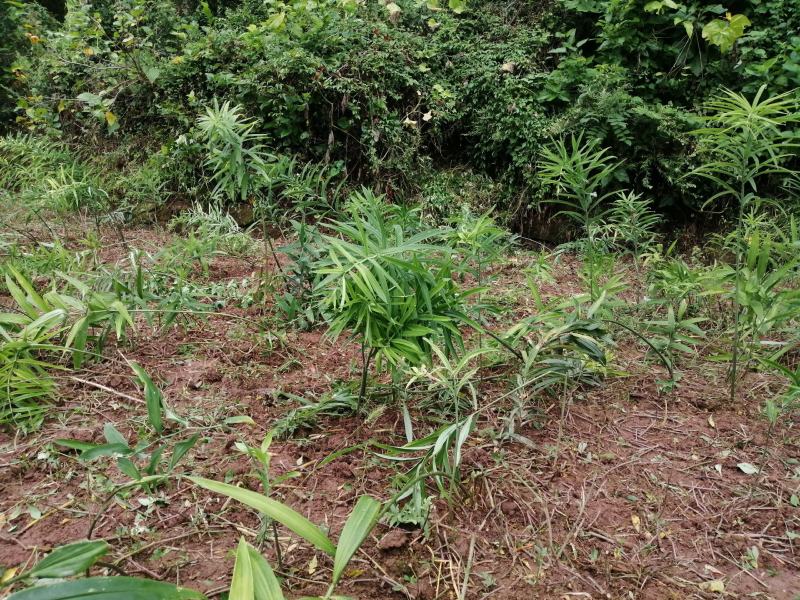 多花黄精，药食两用，产量高。