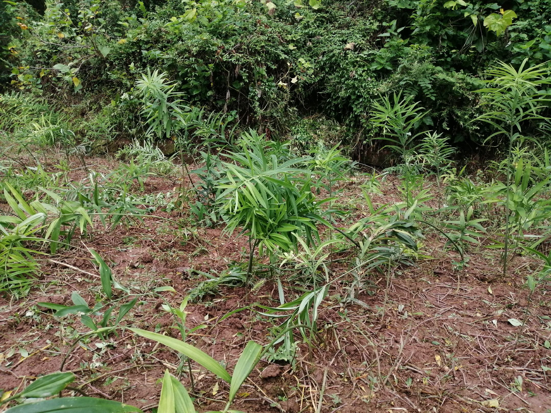 左侧为熟地黄植株:多年生草本,叶片卵形至长椭圆形,边缘具钝齿,地下具肉质块根,呈纺锤状或圆柱形;右侧为多花黄精植株:茎直立,叶互生,狭披针形,花下垂呈钟状,根茎肥厚结节状,横走地下。背景为田间生长实景,标注‘熟地黄’与‘黄精’名称 熟地黄与黄精植物形态对比图
