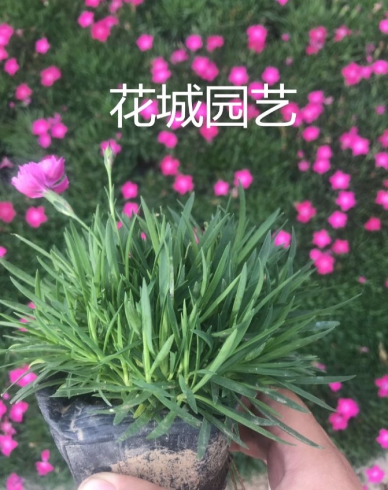欧石竹花苗初吻彩虹石竹开花草坪耐寒耐热常绿3季