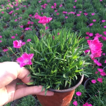 欧石竹花苗初吻彩虹石竹开花草坪耐寒耐热常绿3季
