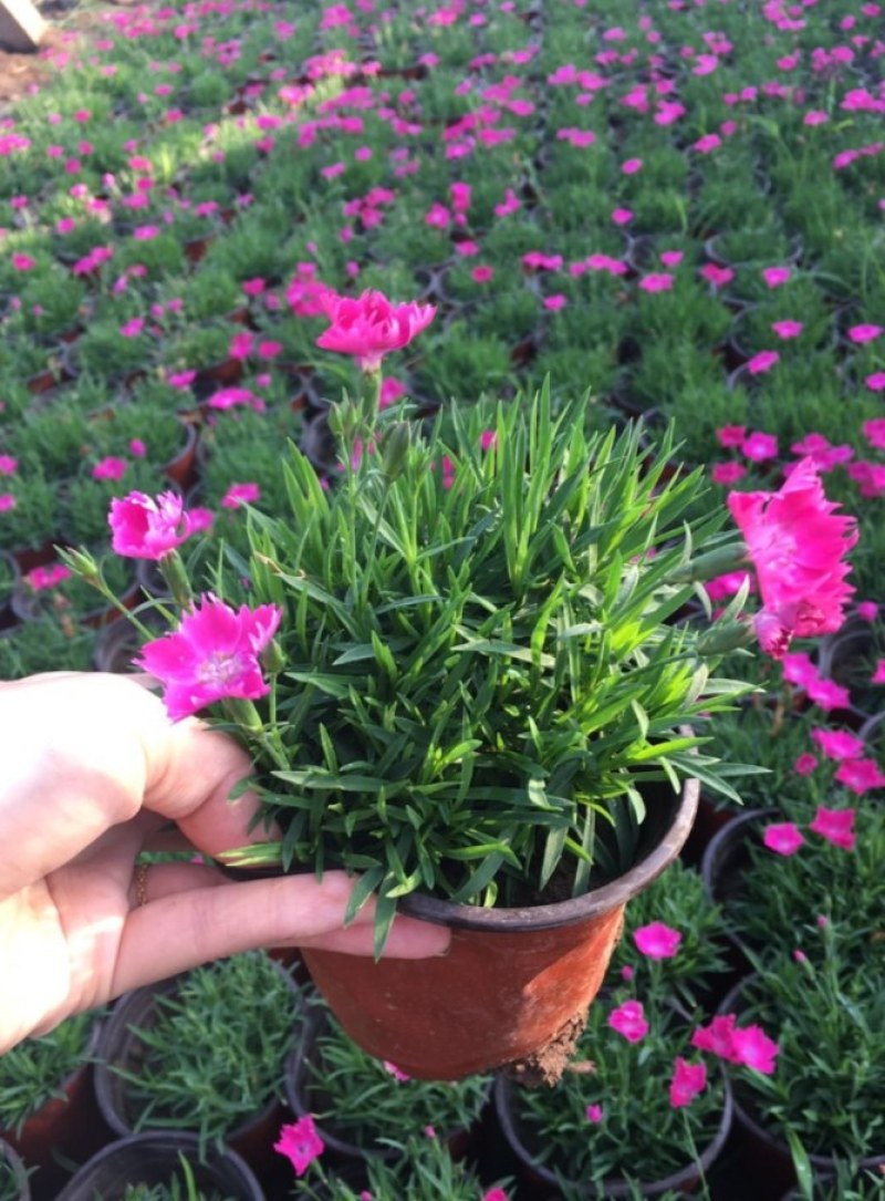欧石竹花苗初吻彩虹石竹开花草坪耐寒耐热常绿3季
