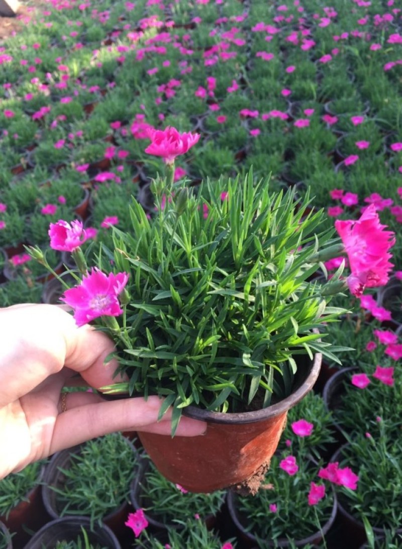 欧石竹花苗初吻彩虹石竹开花草坪耐寒耐热常绿3季