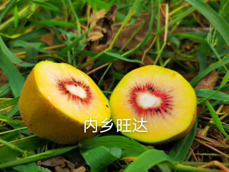 黄心猕猴桃大量上市中，有需要的客商快和我联系。