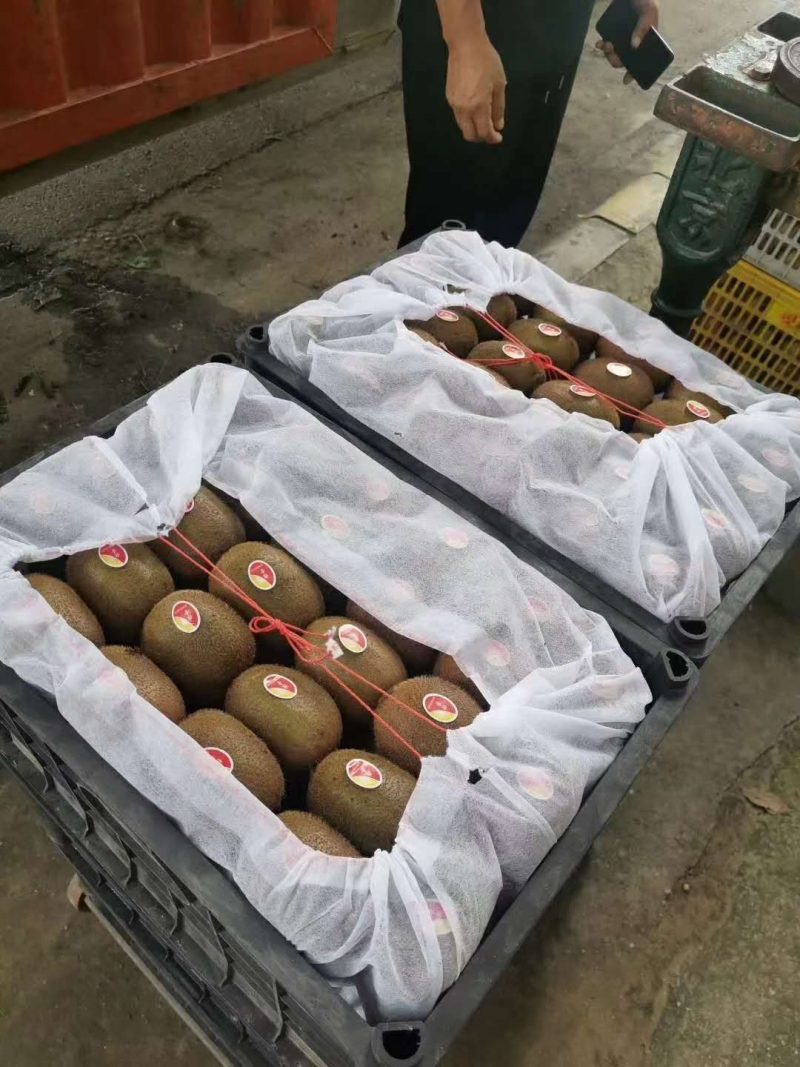 黄心猕猴桃大量上市中，有需要的客商快和我联系。