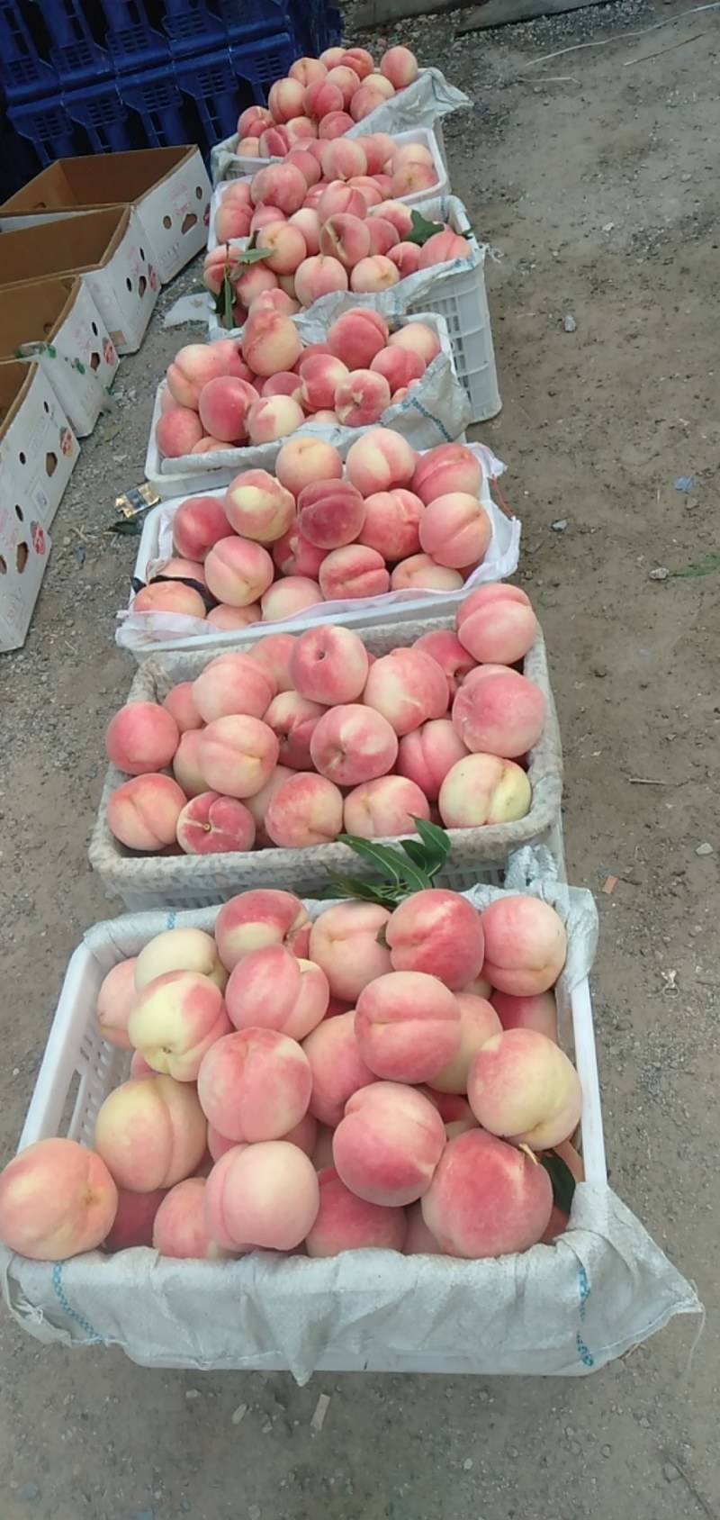 山地西妃，双节红，红秋蜜，大量上市
