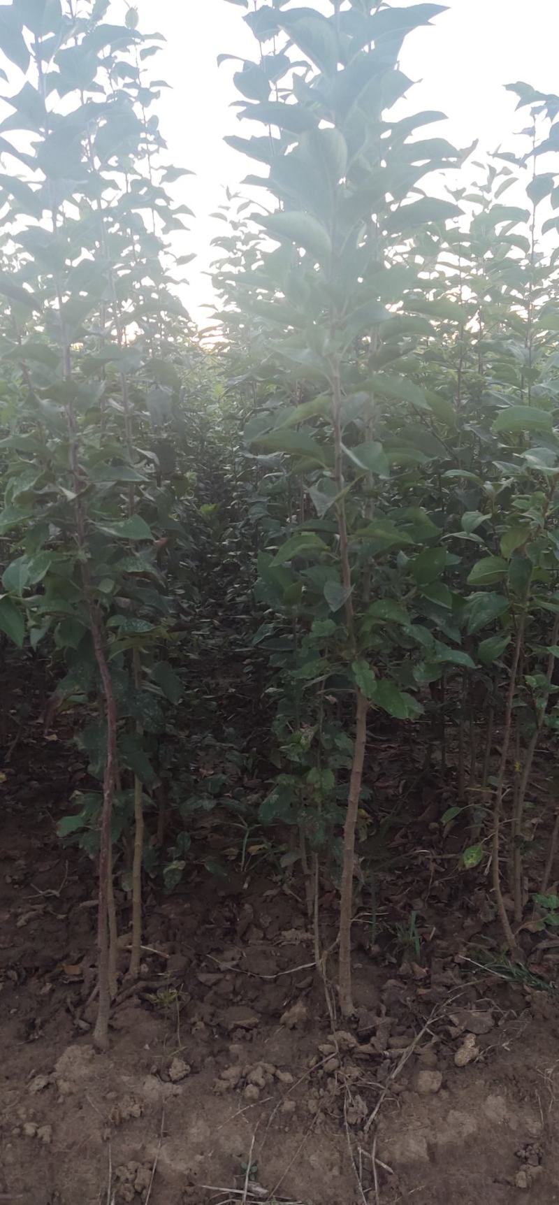 优选八棱海棠苗甜茶苗各种规格
