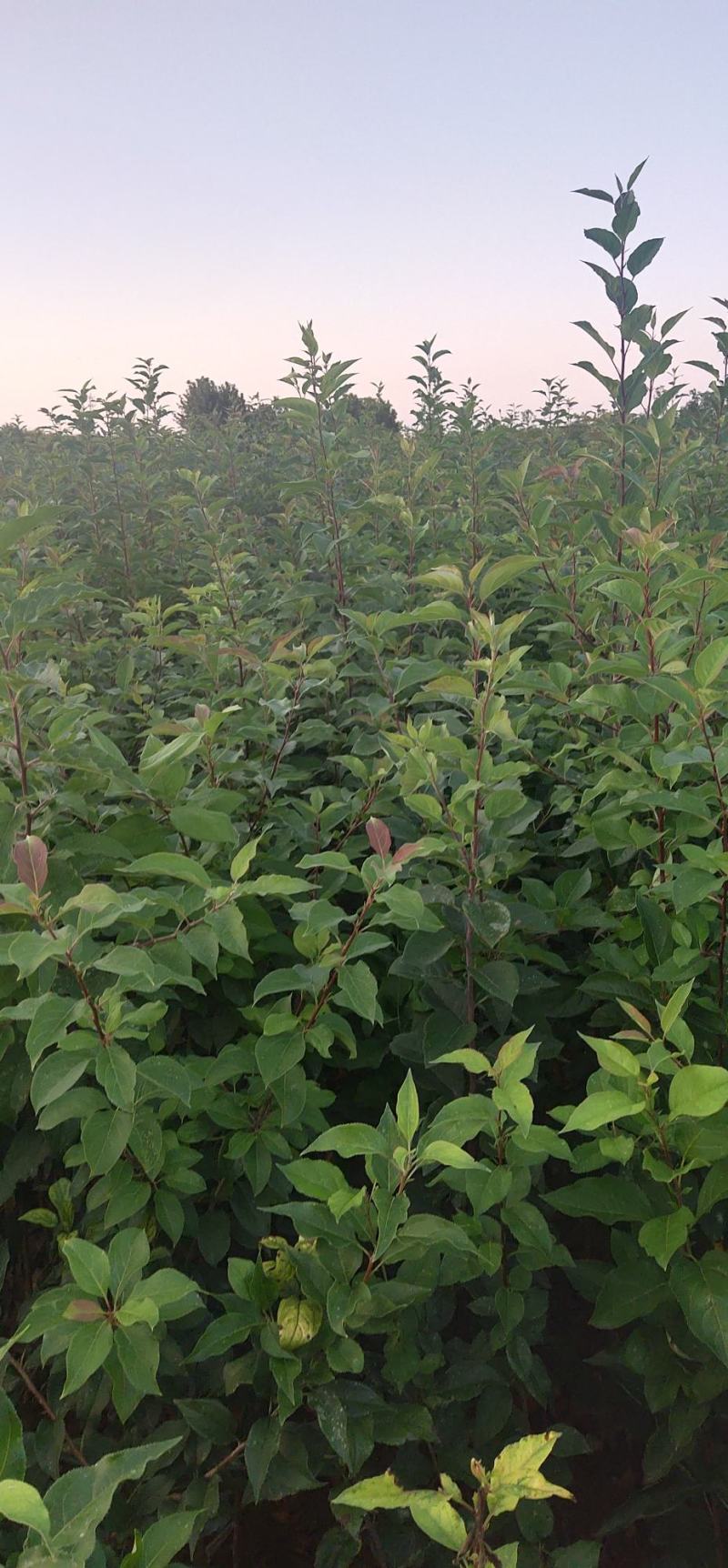 优选八棱海棠苗甜茶苗各种规格