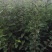 优选八棱海棠苗甜茶苗各种规格
