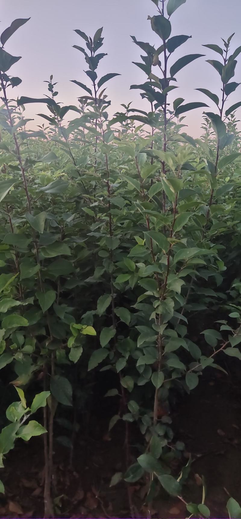 优选八棱海棠苗甜茶苗各种规格