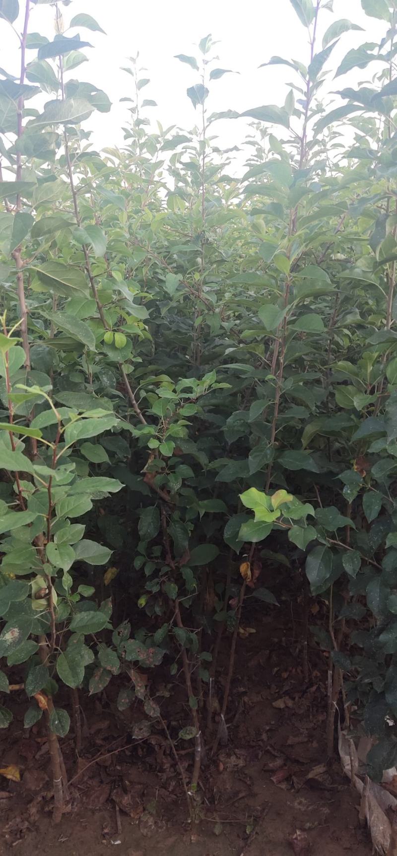 优选八棱海棠苗甜茶苗各种规格