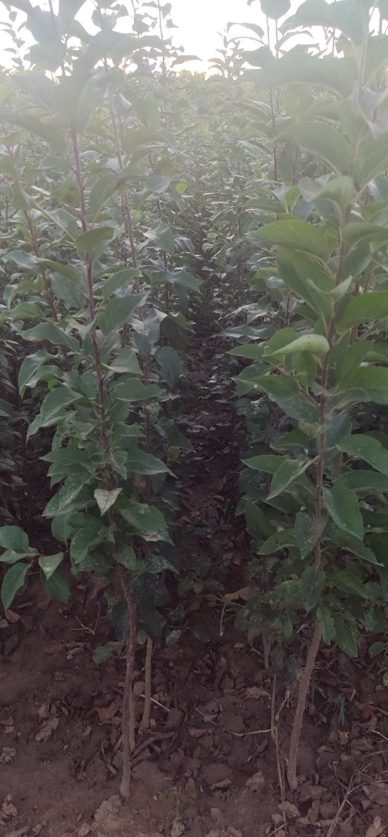 优选八棱海棠苗甜茶苗各种规格