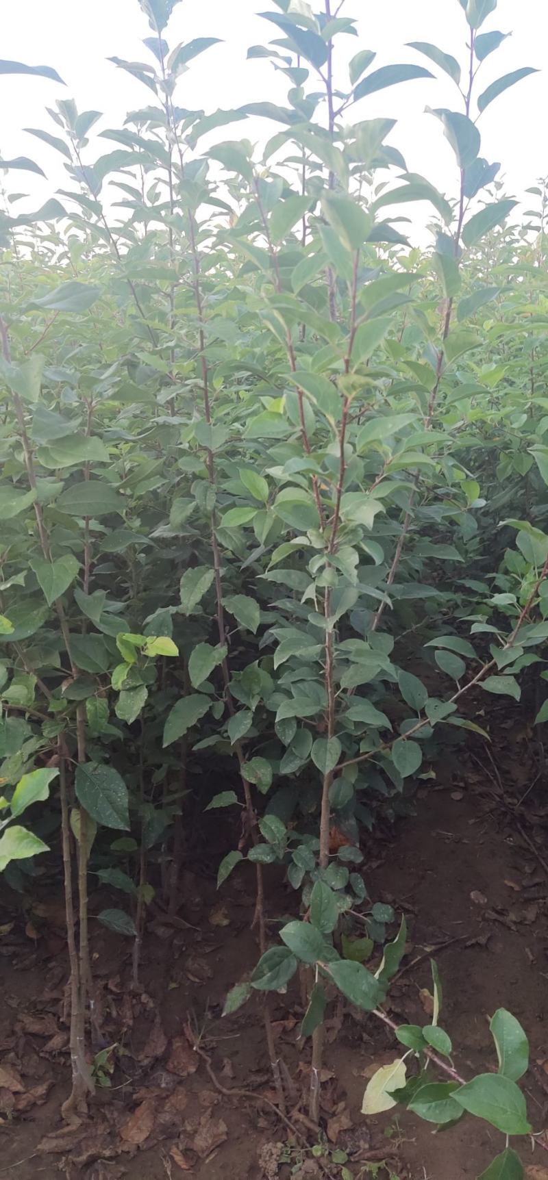 优选八棱海棠苗甜茶苗各种规格
