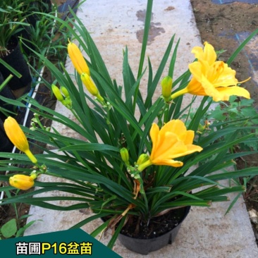 金娃娃萱草花南方北方室外庭院花园阳台耐寒花卉花坛花草