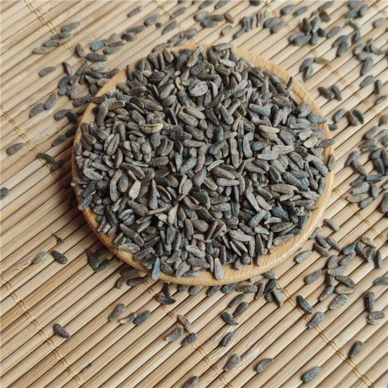 牛蒡子一手货源产地直销