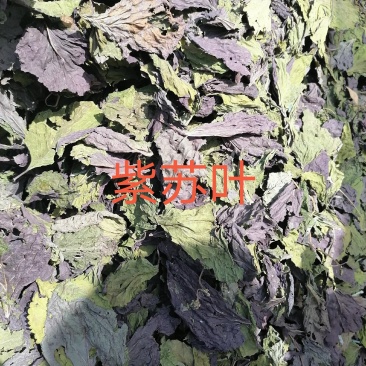 紫苏叶，，，，，手摘叶