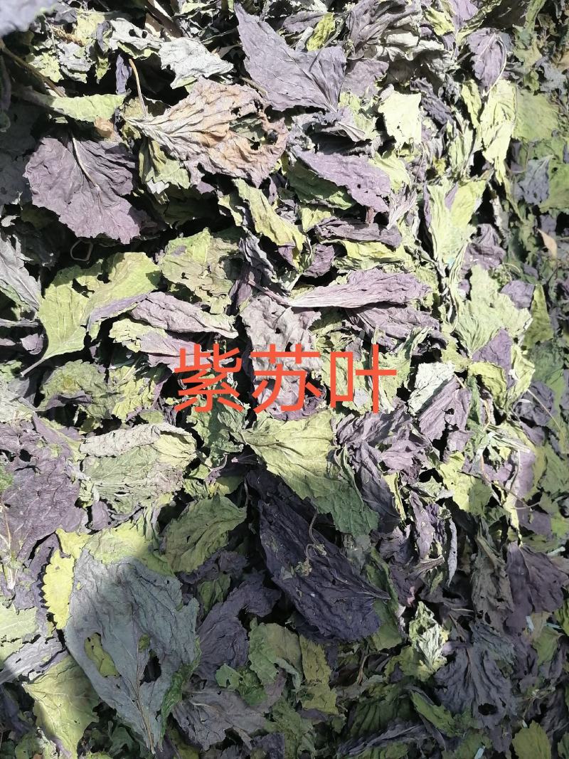 紫苏叶，，，，，手摘叶