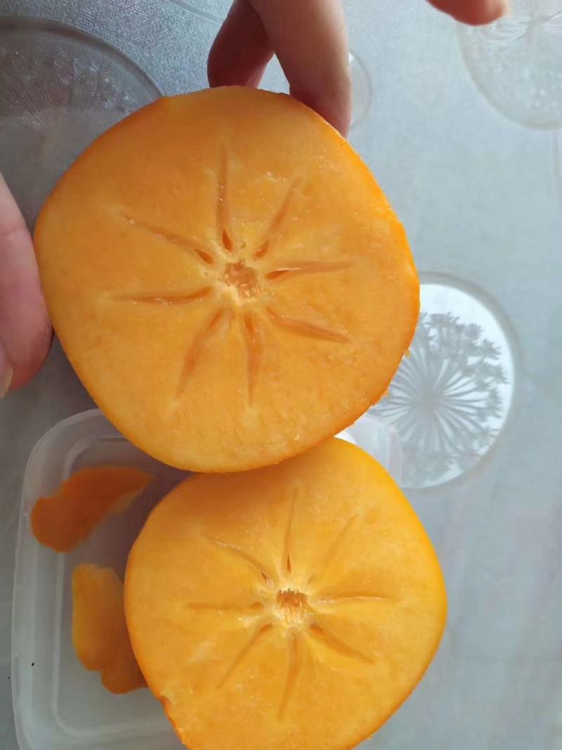 河北顺平脆柿子脆甜可口大量上市量大价优