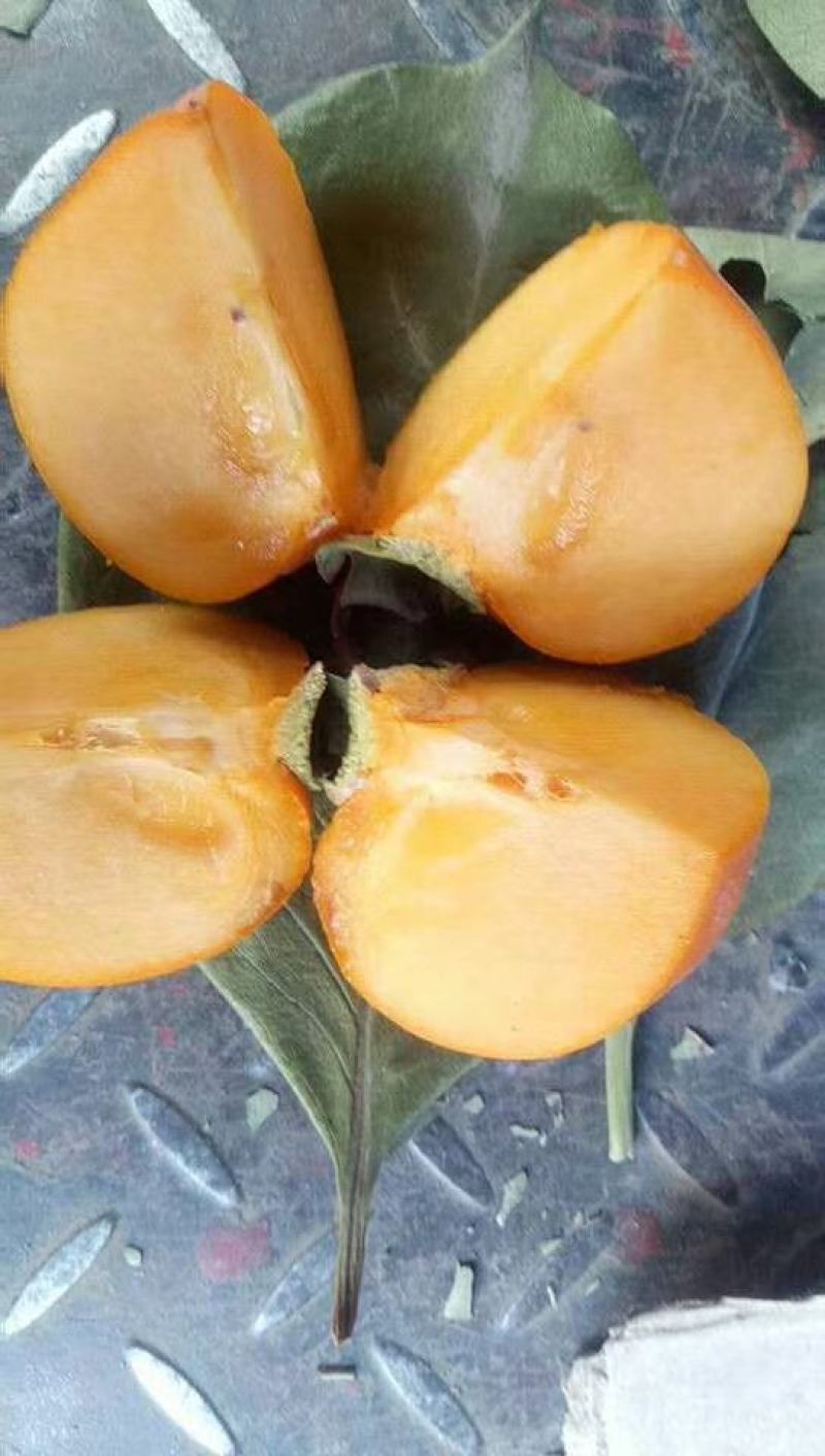 河北顺平脆柿子脆甜可口大量上市量大价优