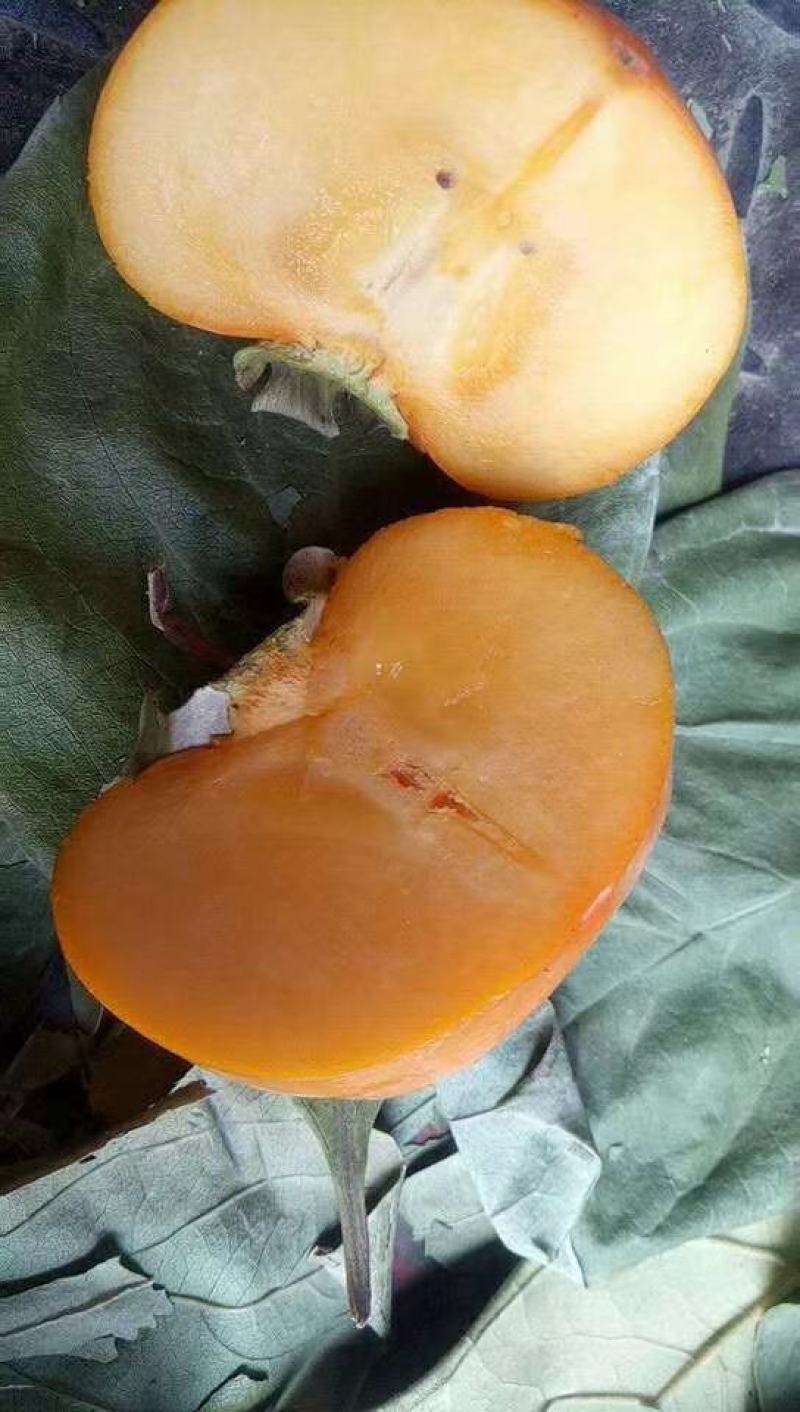 河北顺平脆柿子脆甜可口大量上市量大价优