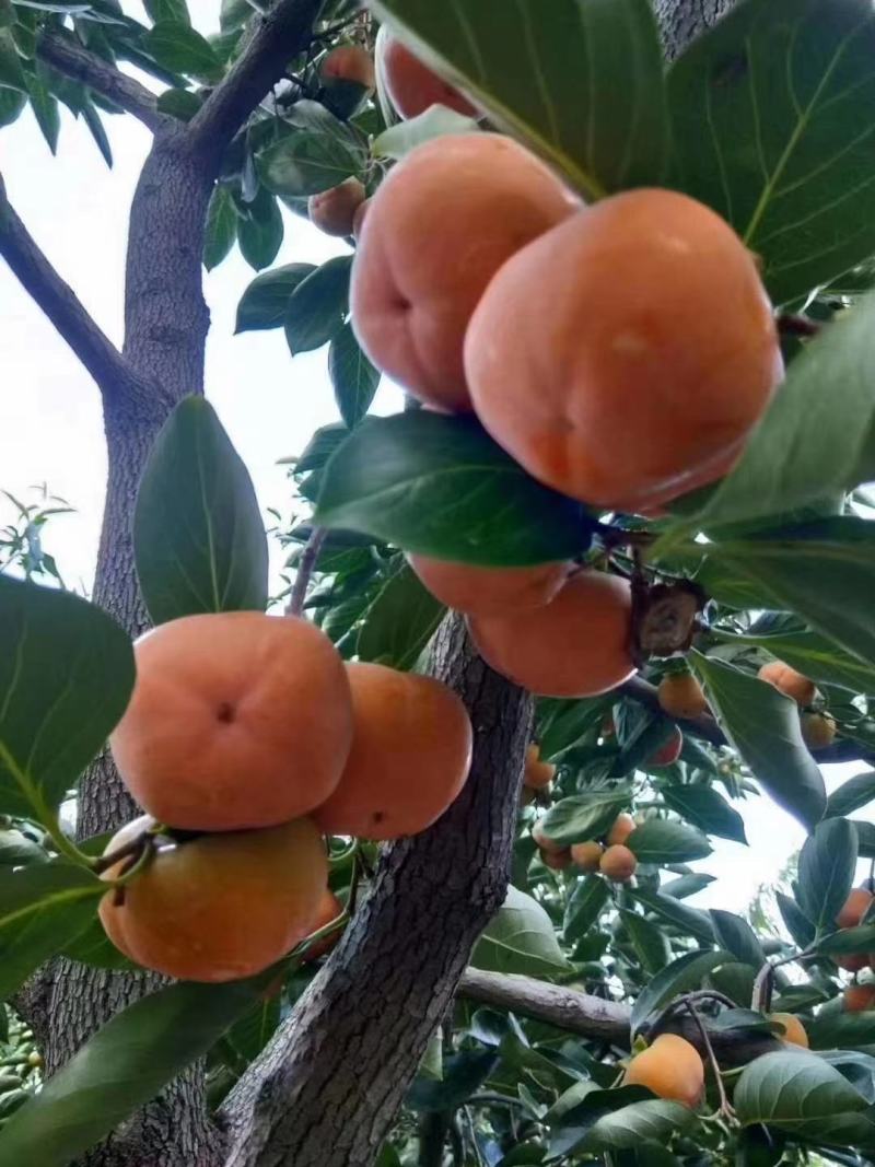 河北顺平脆柿子脆甜可口大量上市量大价优