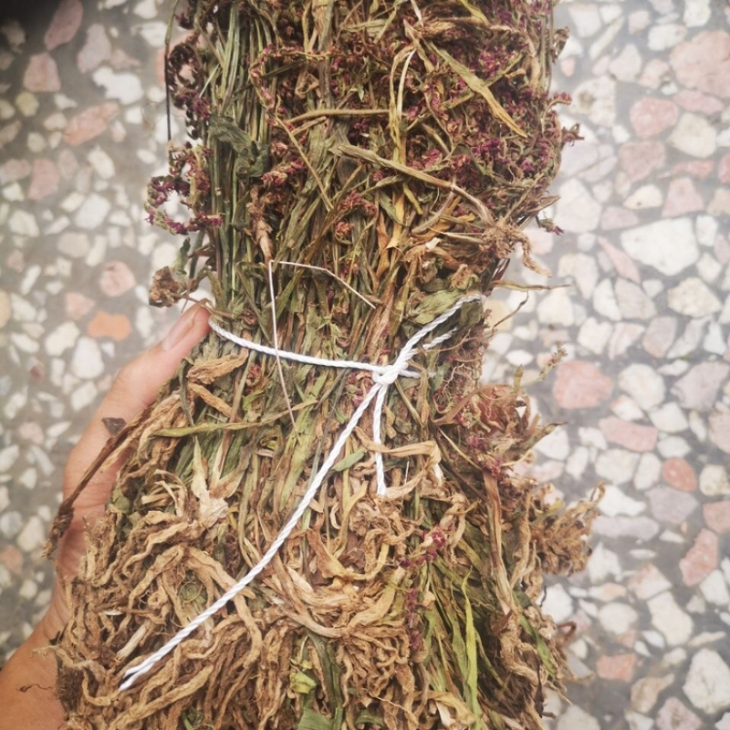 盘龙参一手货源产地直销