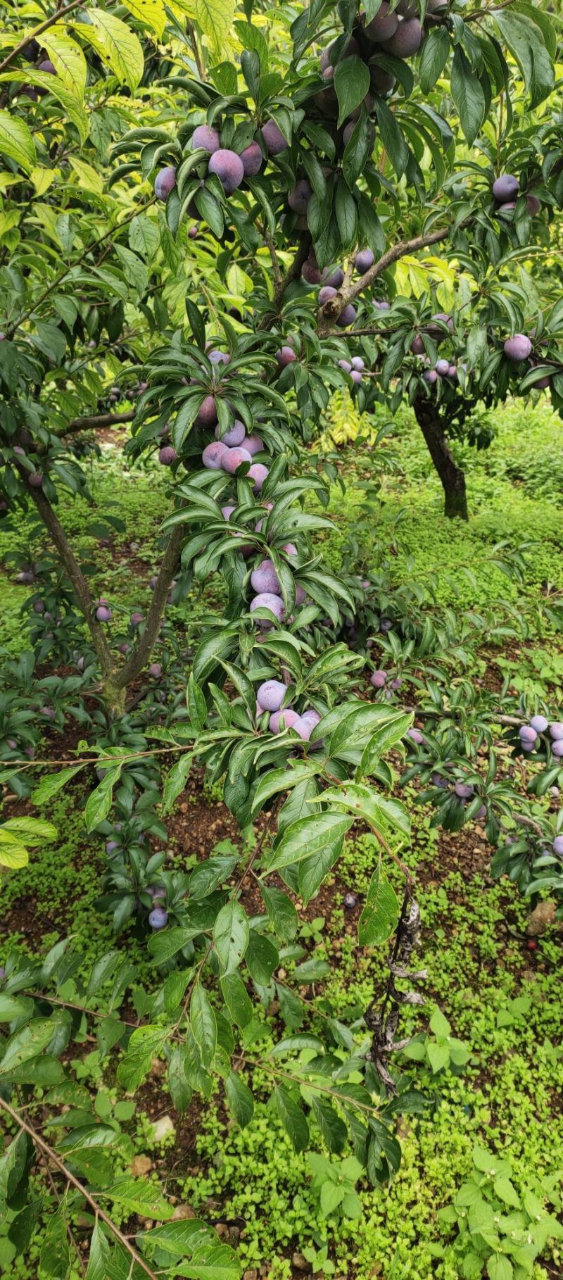 红脆李大量上市需要的联系我