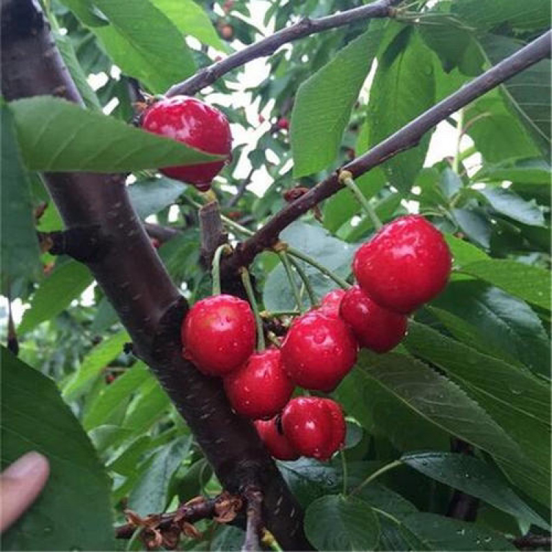 樱桃树苗车厘子大樱桃苗盆栽地栽当年结果南方北方种植嫁接果