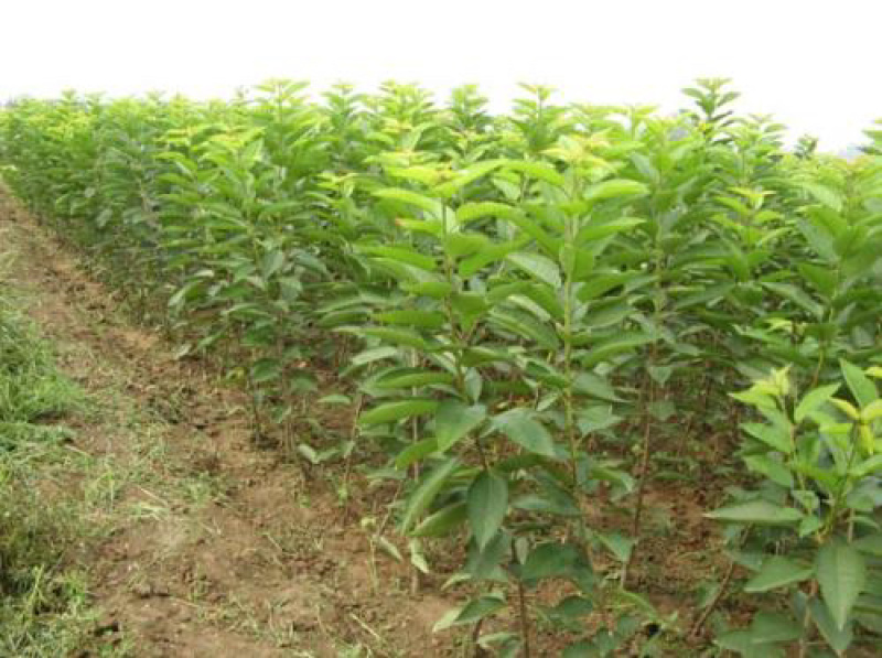 樱桃树苗车厘子大樱桃苗盆栽地栽当年结果南方北方种植嫁接果