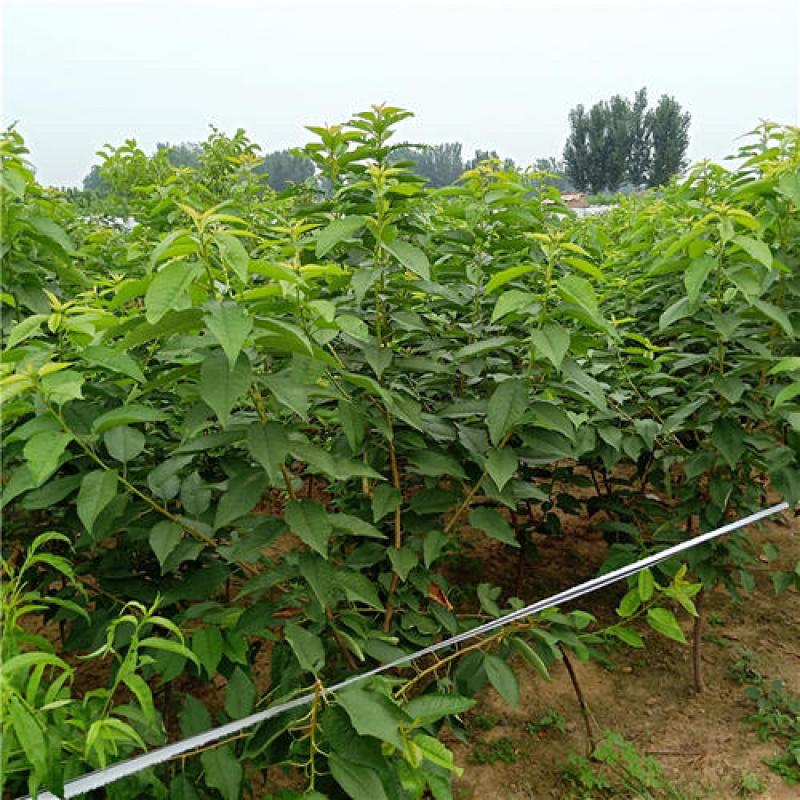樱桃树苗车厘子大樱桃苗盆栽地栽当年结果南方北方种植嫁接果
