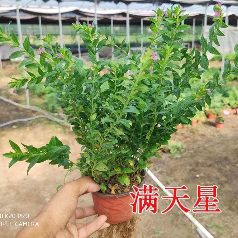 满天星盆栽四季开花阳台客厅桌面绿植办公室内花卉净化空气吸