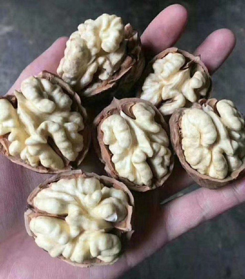 薄皮核桃，产地直销大量供货，价格便宜质量高