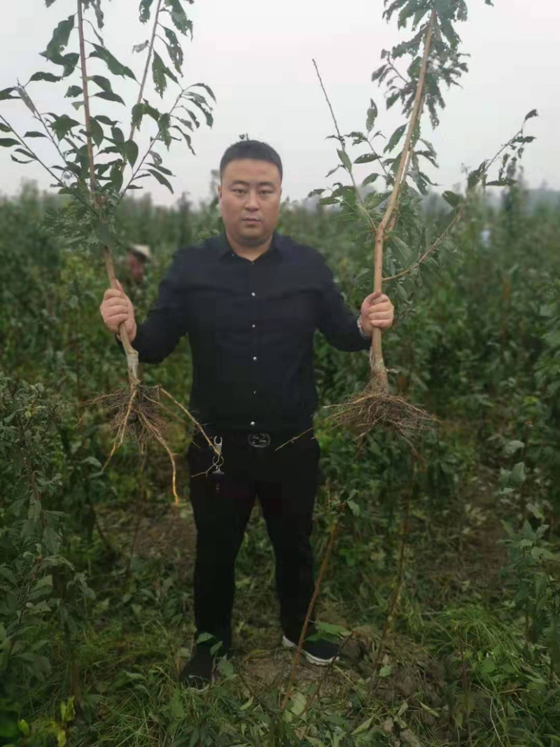 青脆李苗（清泉蜜脆李，金秋晚脆李）*晚熟新品种