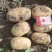 冀蒙土豆v7，三优货。库存市场精品量大！产地直发！