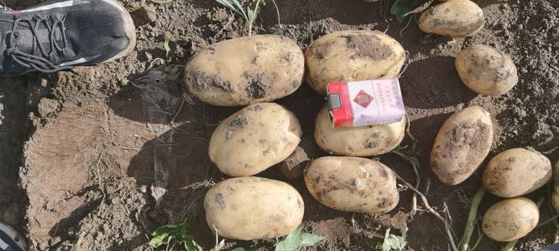 冀蒙土豆v7，三优货。库存市场精品量大！产地直发！