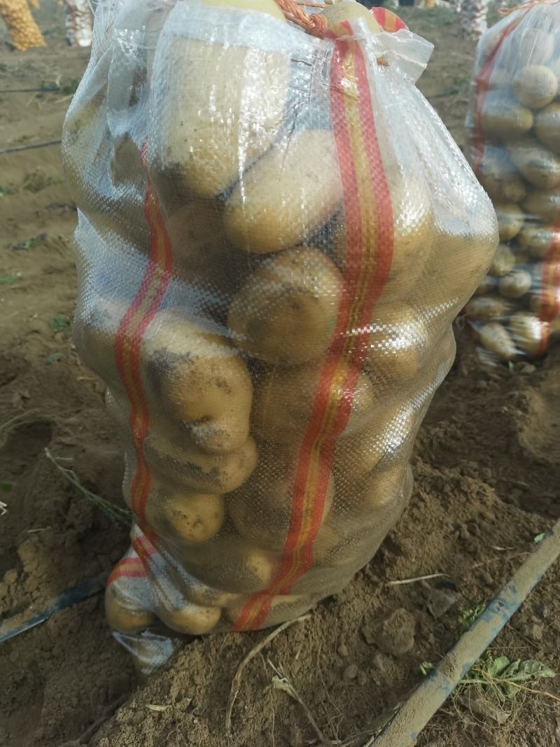 冀蒙土豆v7，三优货。库存市场精品量大！产地直发！