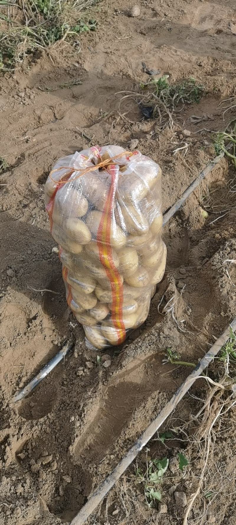 冀蒙土豆v7，三优货。库存市场精品量大！产地直发！