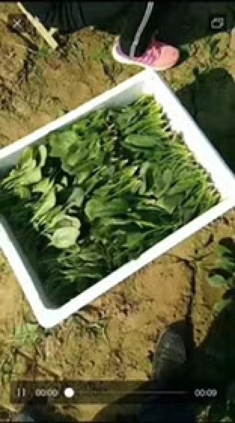 菠菜，（精品）山东惠民菠菜基地，规格齐全，代发全国！