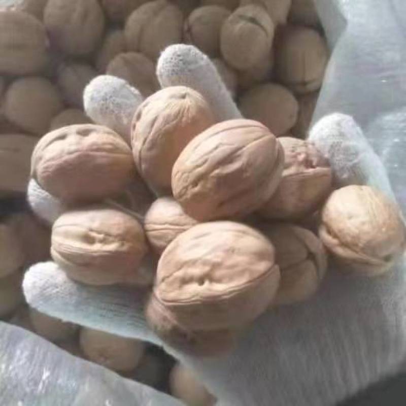 薄皮核桃，产地直销大量供货，价格便宜质量高