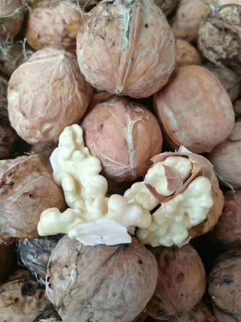 薄皮核桃，产地直销大量供货，价格便宜质量高