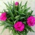 康乃馨盆栽花卉盆栽庭院阳台室内观花植物带花苞四季开花