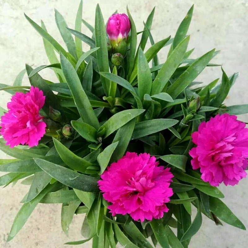康乃馨盆栽花卉盆栽庭院阳台室内观花植物带花苞四季开花