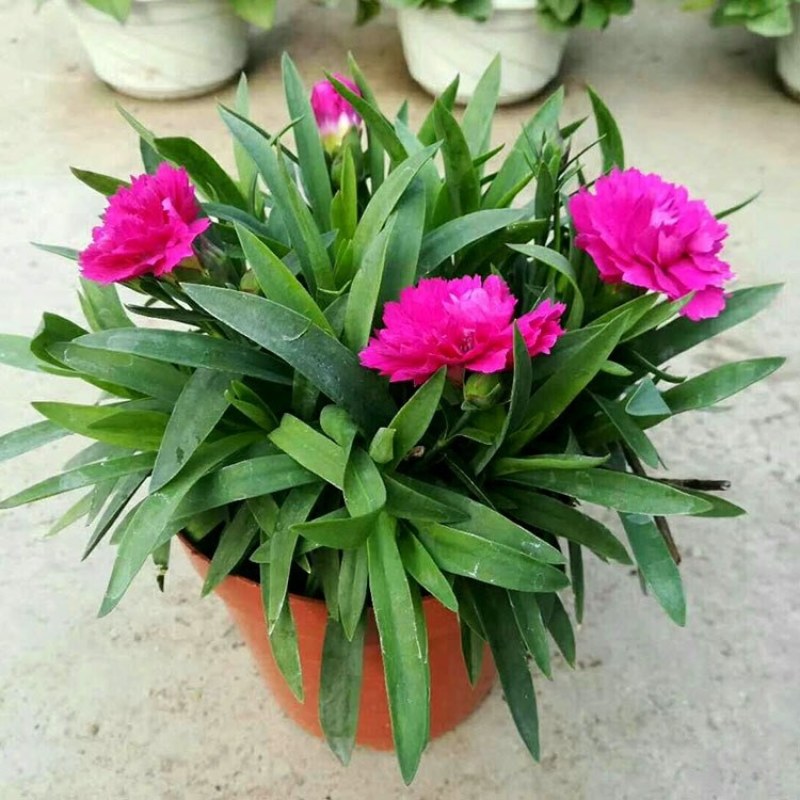 康乃馨盆栽花卉盆栽庭院阳台室内观花植物带花苞四季开花