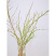 雪柳喷雪花树苗盆栽室内庭院绿植早春花卉串开浓香耐热耐寒好养