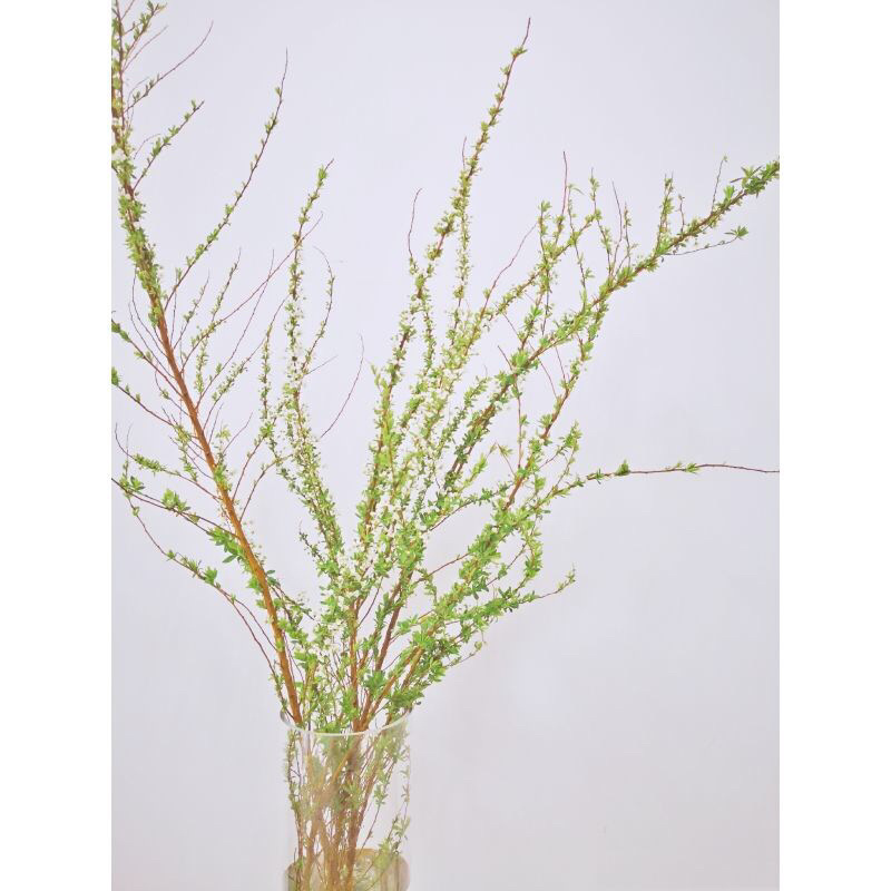雪柳喷雪花树苗盆栽室内庭院绿植早春花卉串开浓香耐热耐寒好养