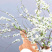 雪柳喷雪花树苗盆栽室内庭院绿植早春花卉串开浓香耐热耐寒好养