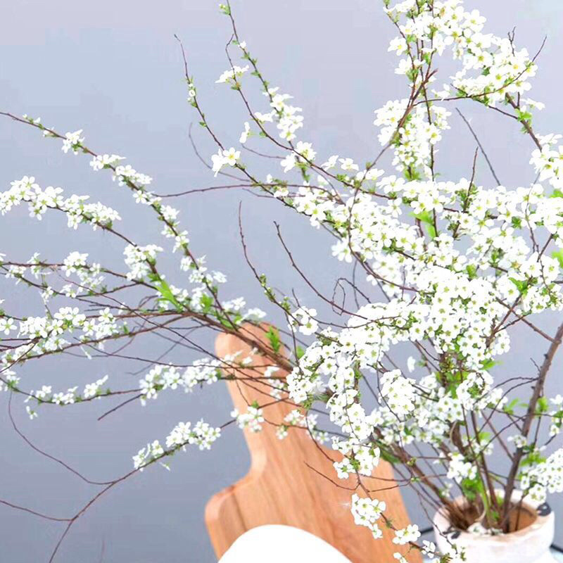 雪柳喷雪花树苗盆栽室内庭院绿植早春花卉串开浓香耐热耐寒好养